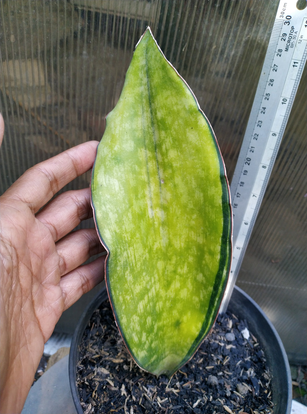 Sansevieria macrophylla variegated