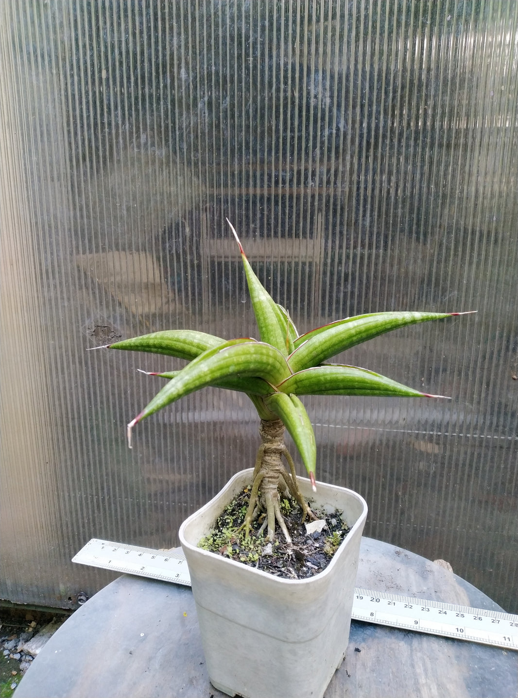 Sansevieria kitonga