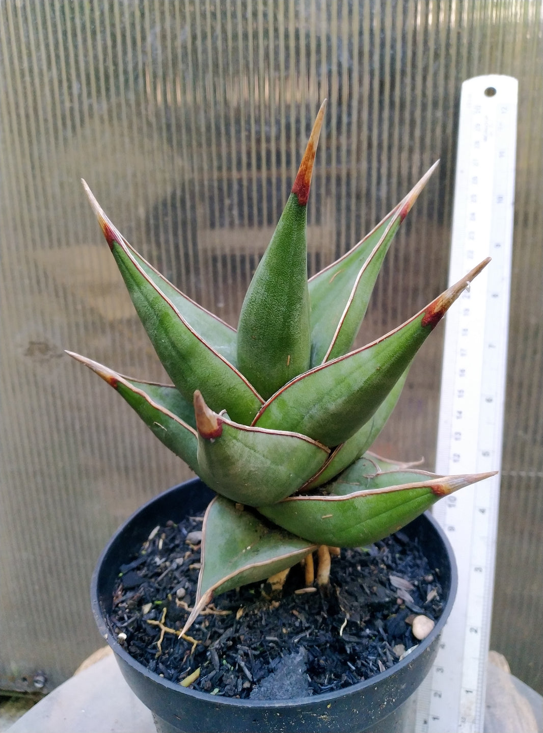 Sansevieria pinguicula dagger