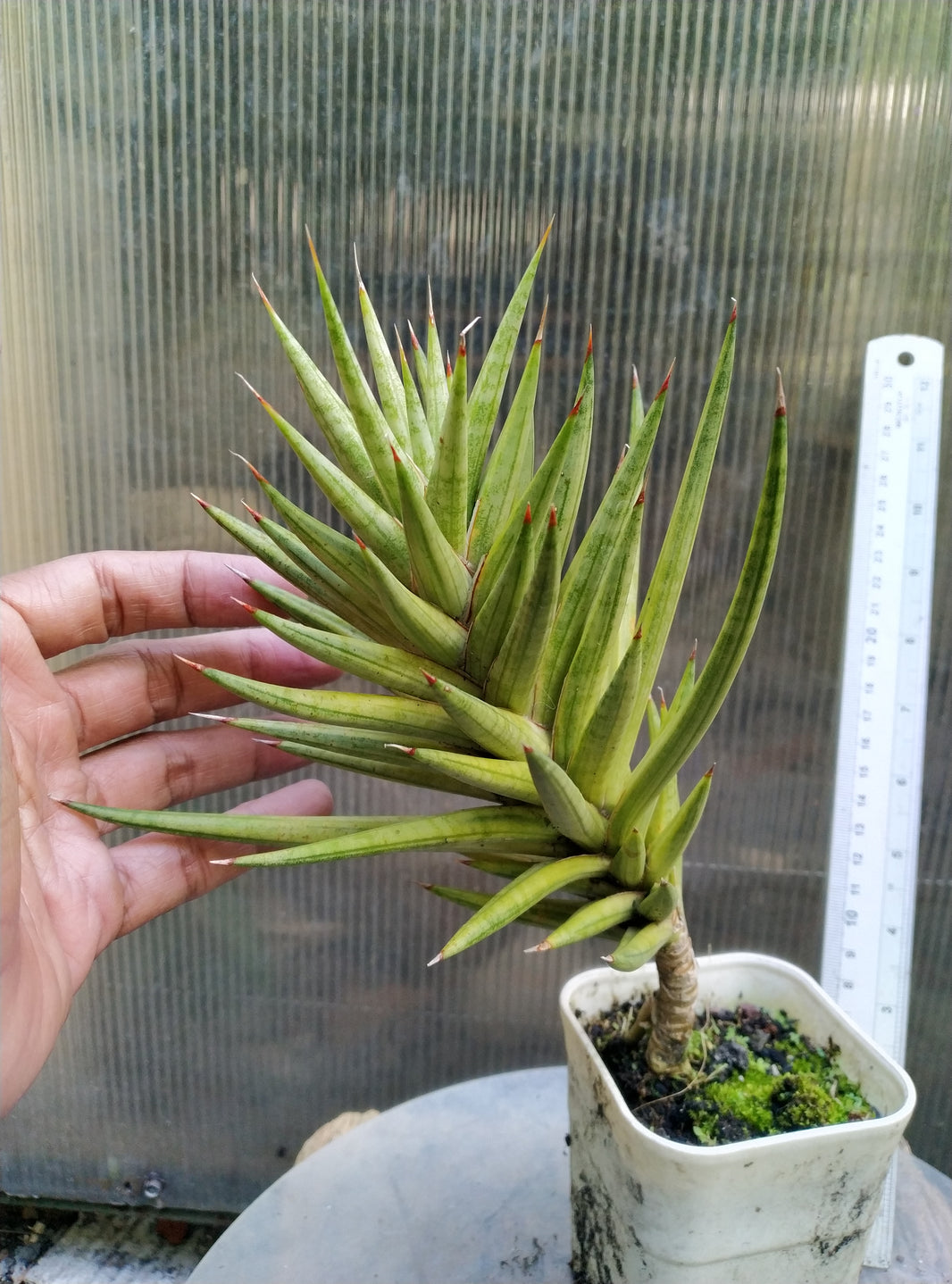 Sansevieria francisi variegated
