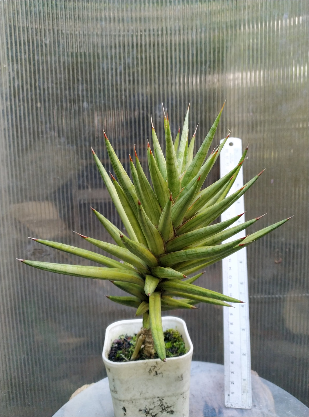 Sansevieria francisi variegated