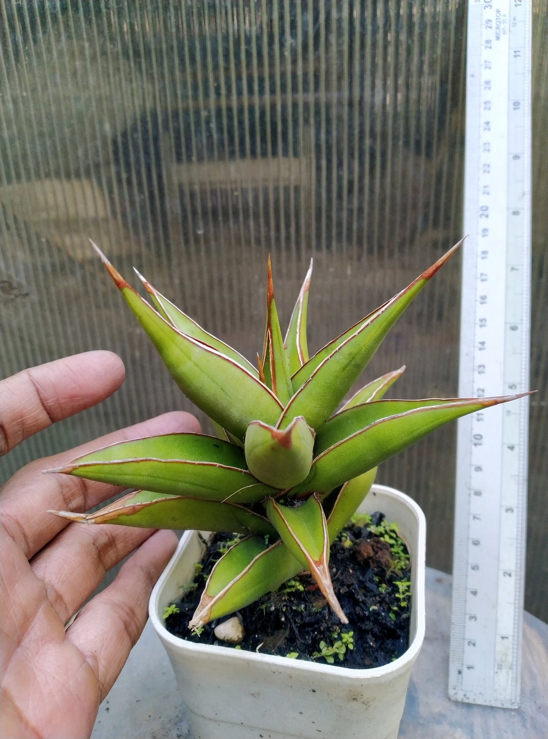 Sansevieria pinguicula suneo