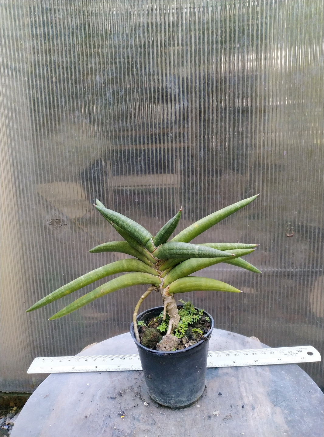 Sansevieria sufruticosa black
