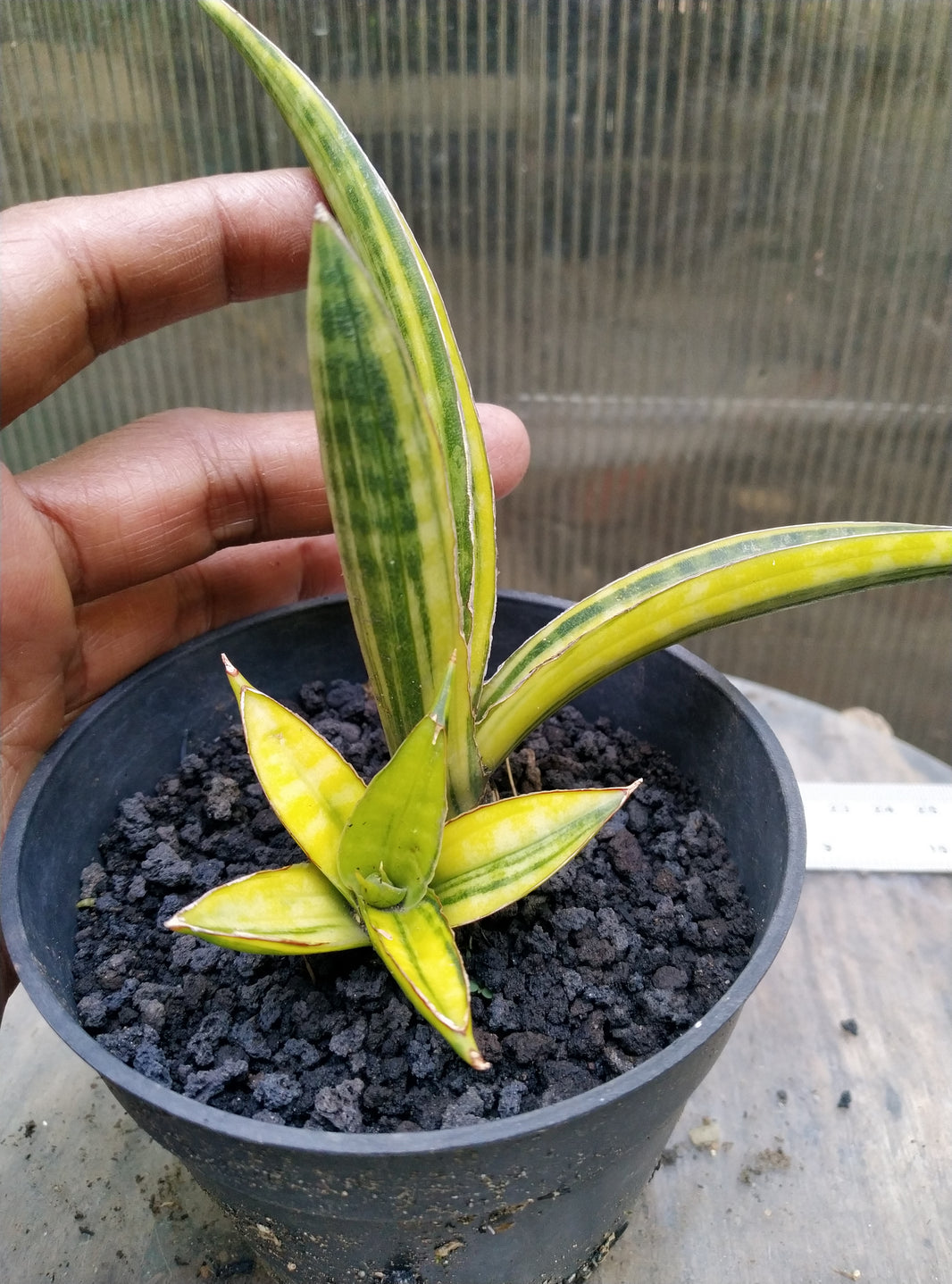 Sansevieria ebracteata bandipur