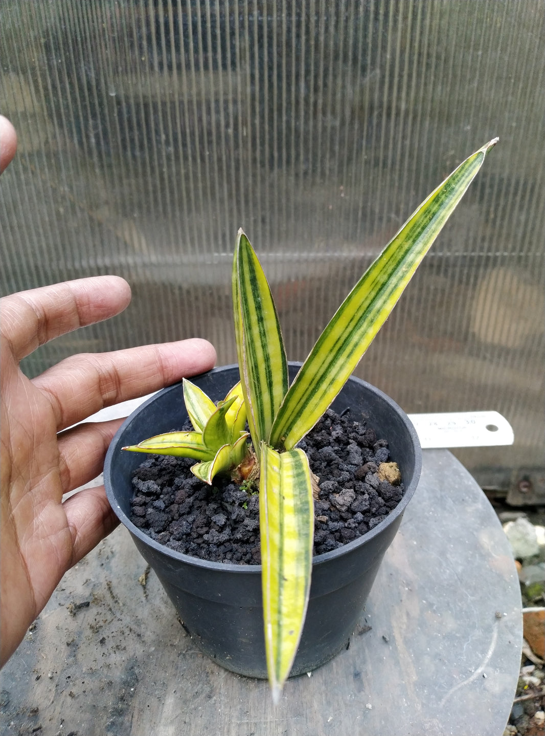 Sansevieria ebracteata bandipur