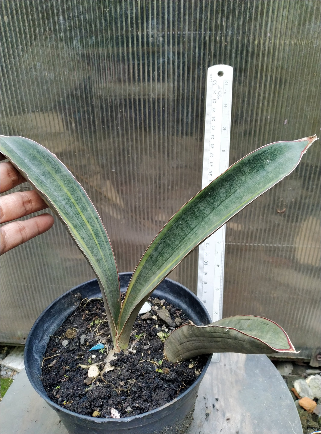Sansevieria hallii super pink variegated