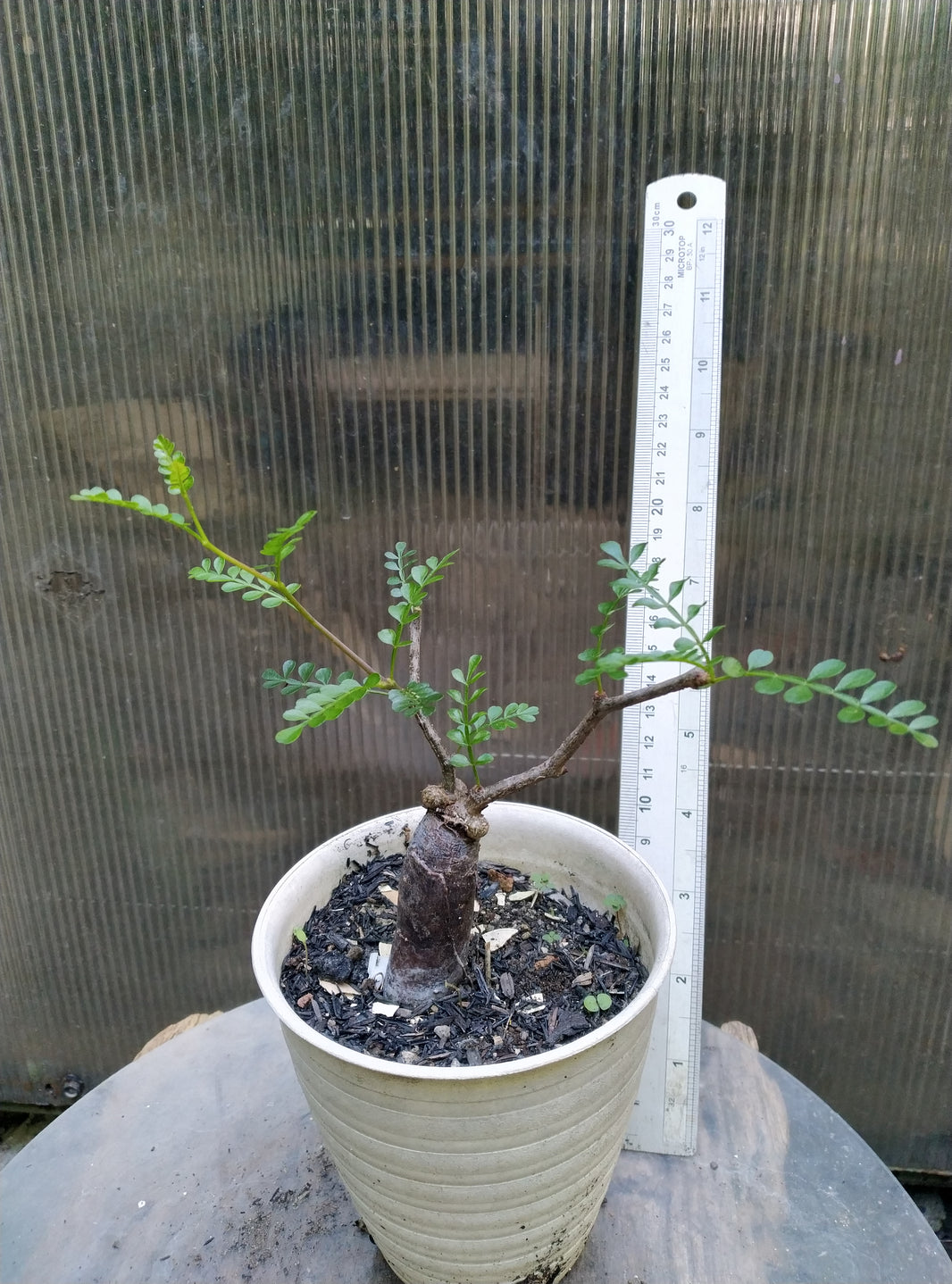 Operculicarya pachypus