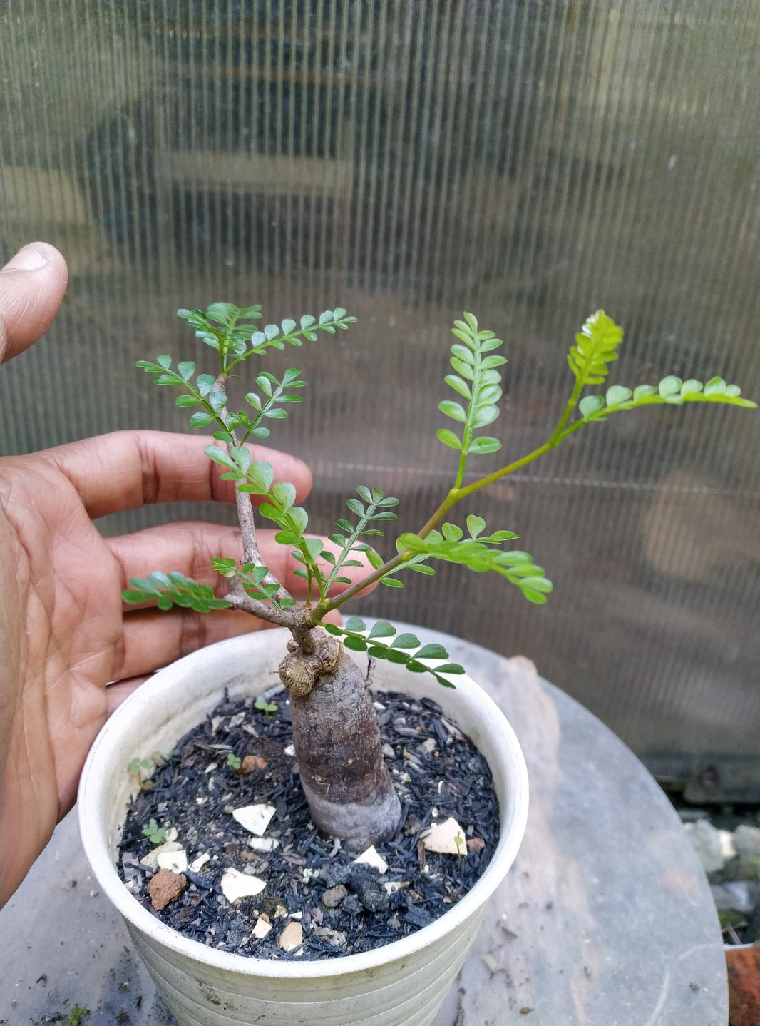 Operculicarya pachypus