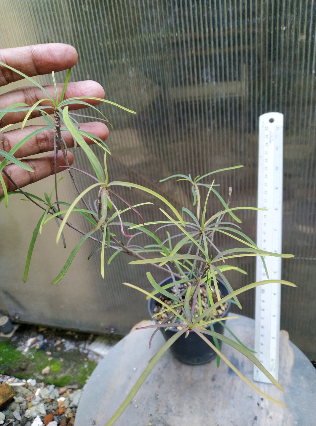 Euphorbia hedyotoides