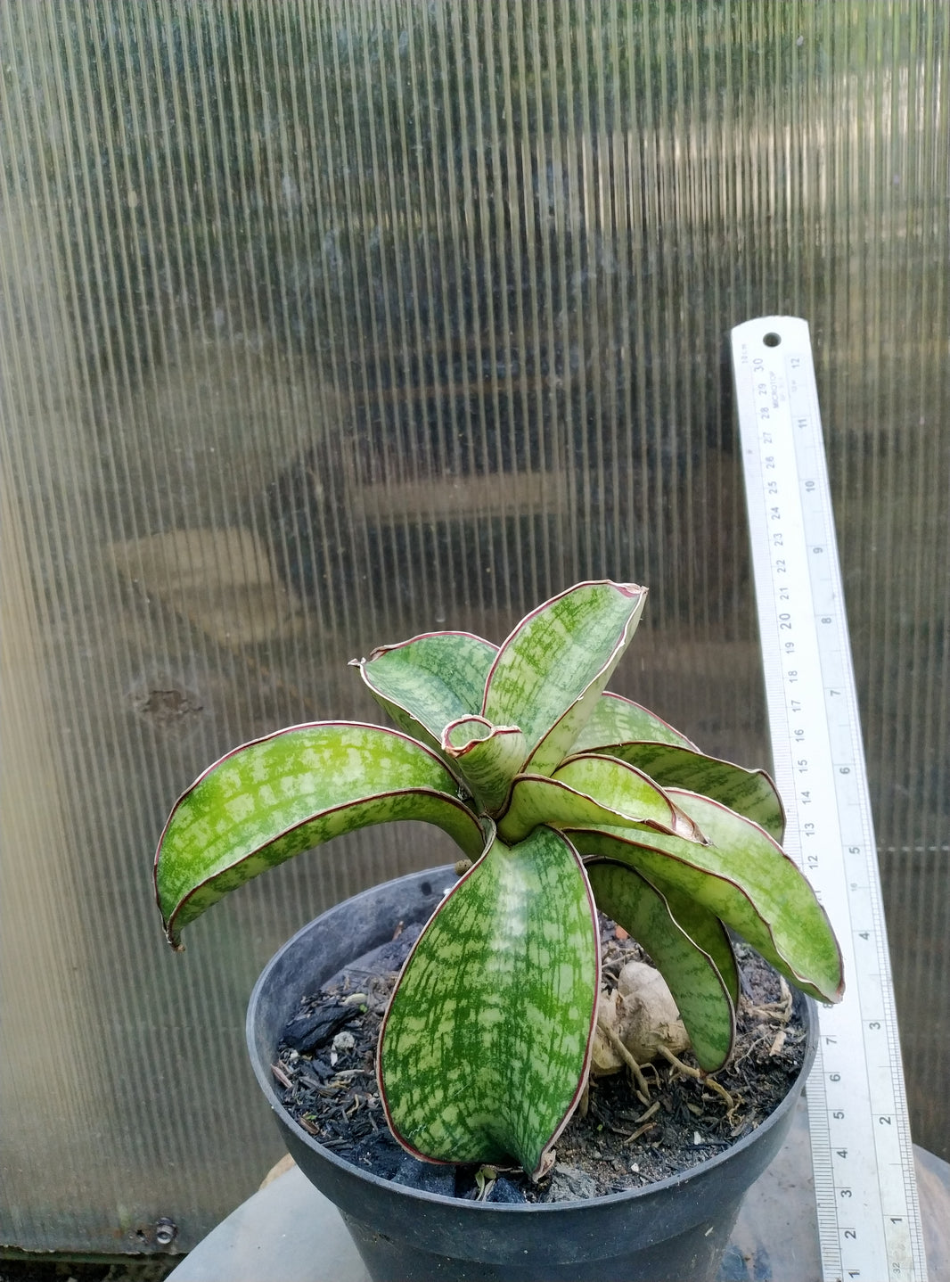 Sansevieria phupamon delight