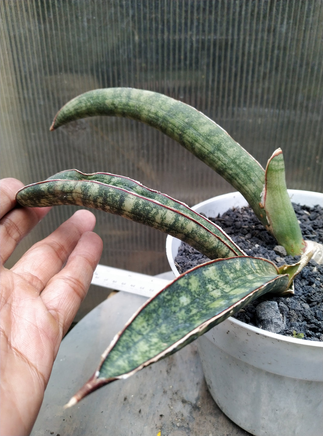 Sansevieria hallii lundi bat