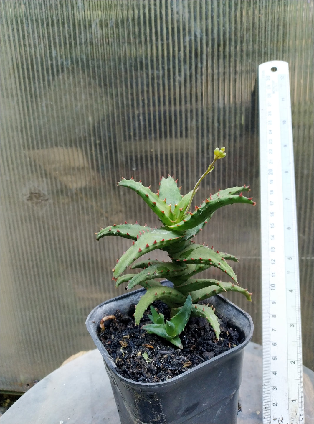 Castilloniae aloe
