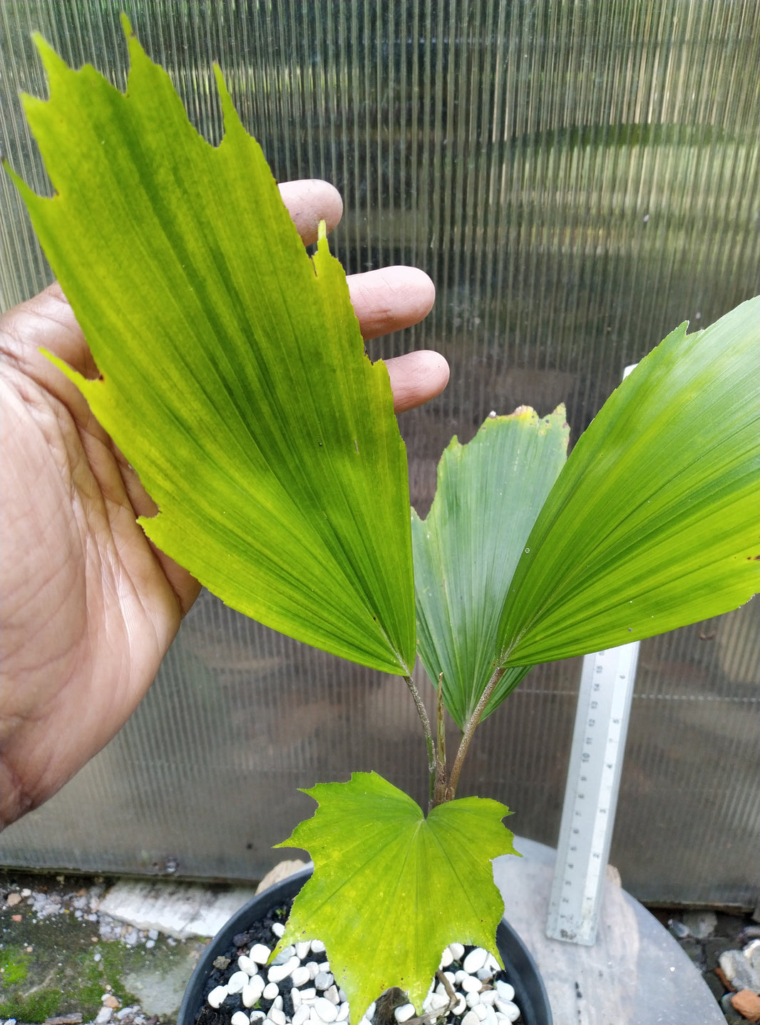 Palm arenga hookeriana