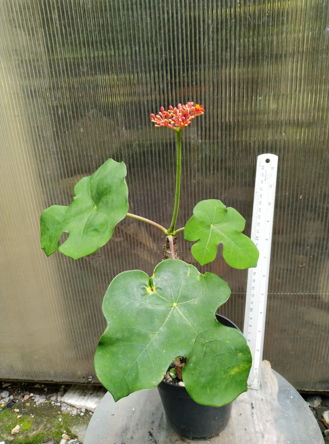 Jatropha podagrica