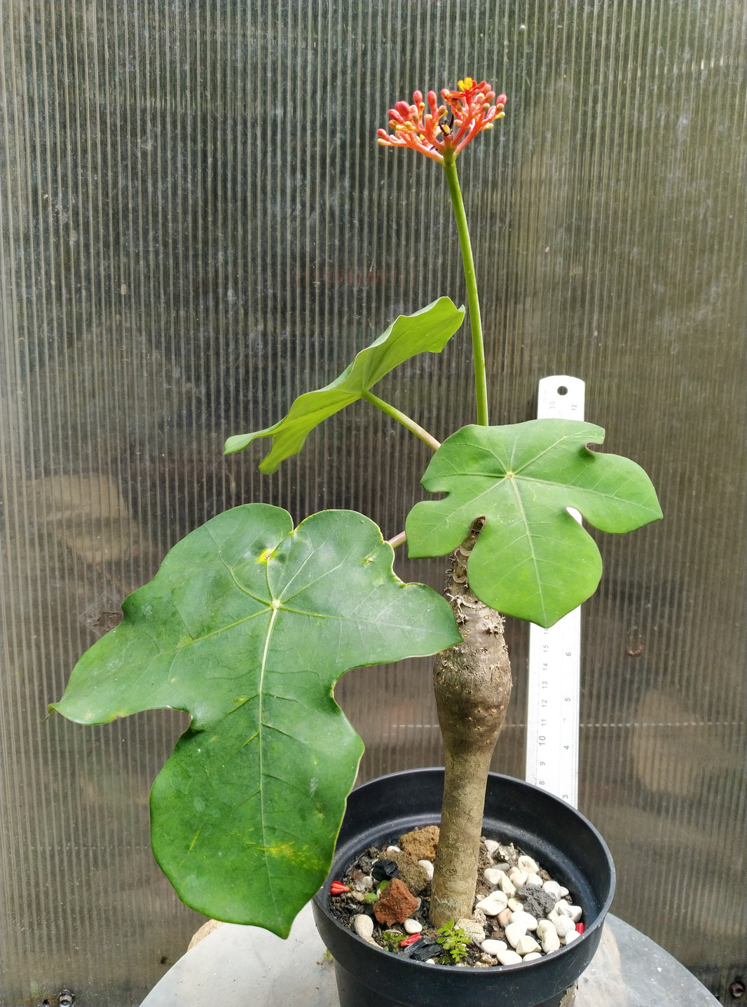 Jatropha podagrica