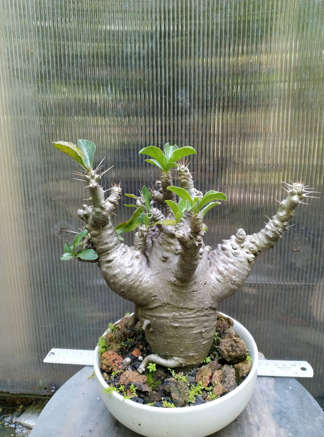 Pachypodium Saundersii