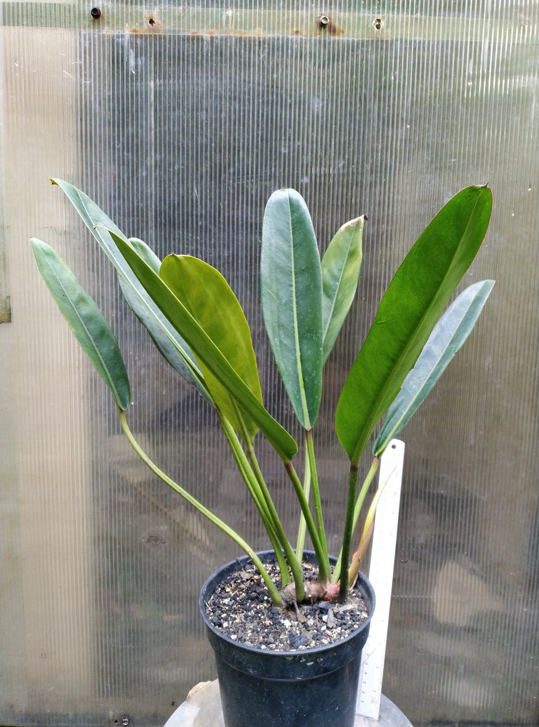 Philodendron Callosum K.Krause