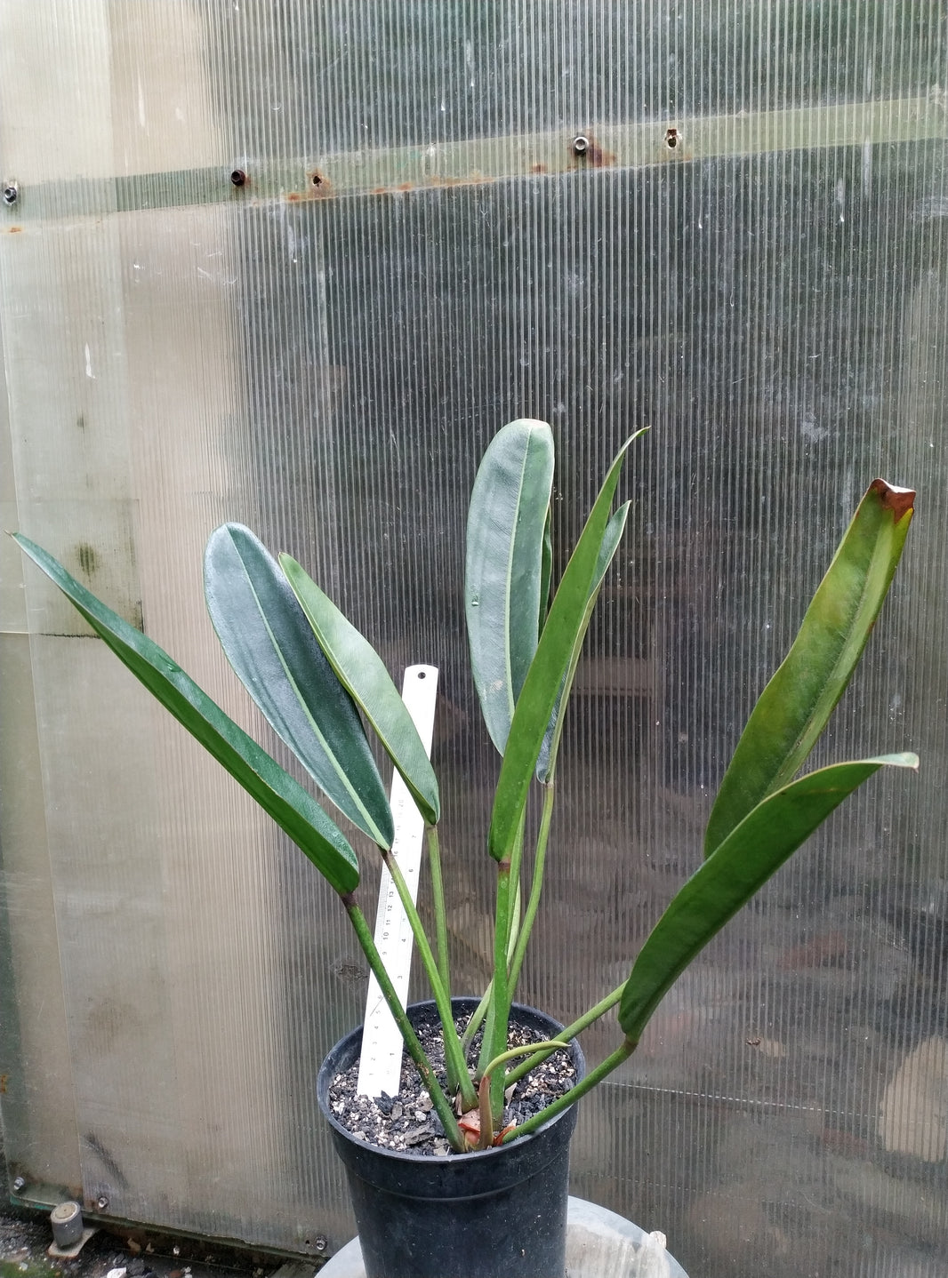 Philodendron Callosum K.Krause