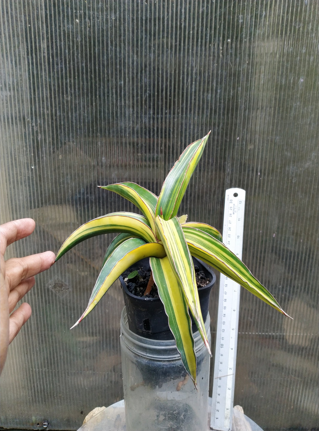 Sansevieria zanzibarica variegated