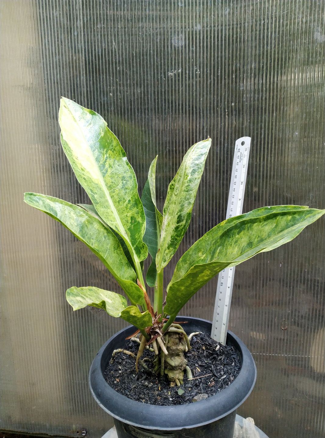 Anthurium hookery variegated