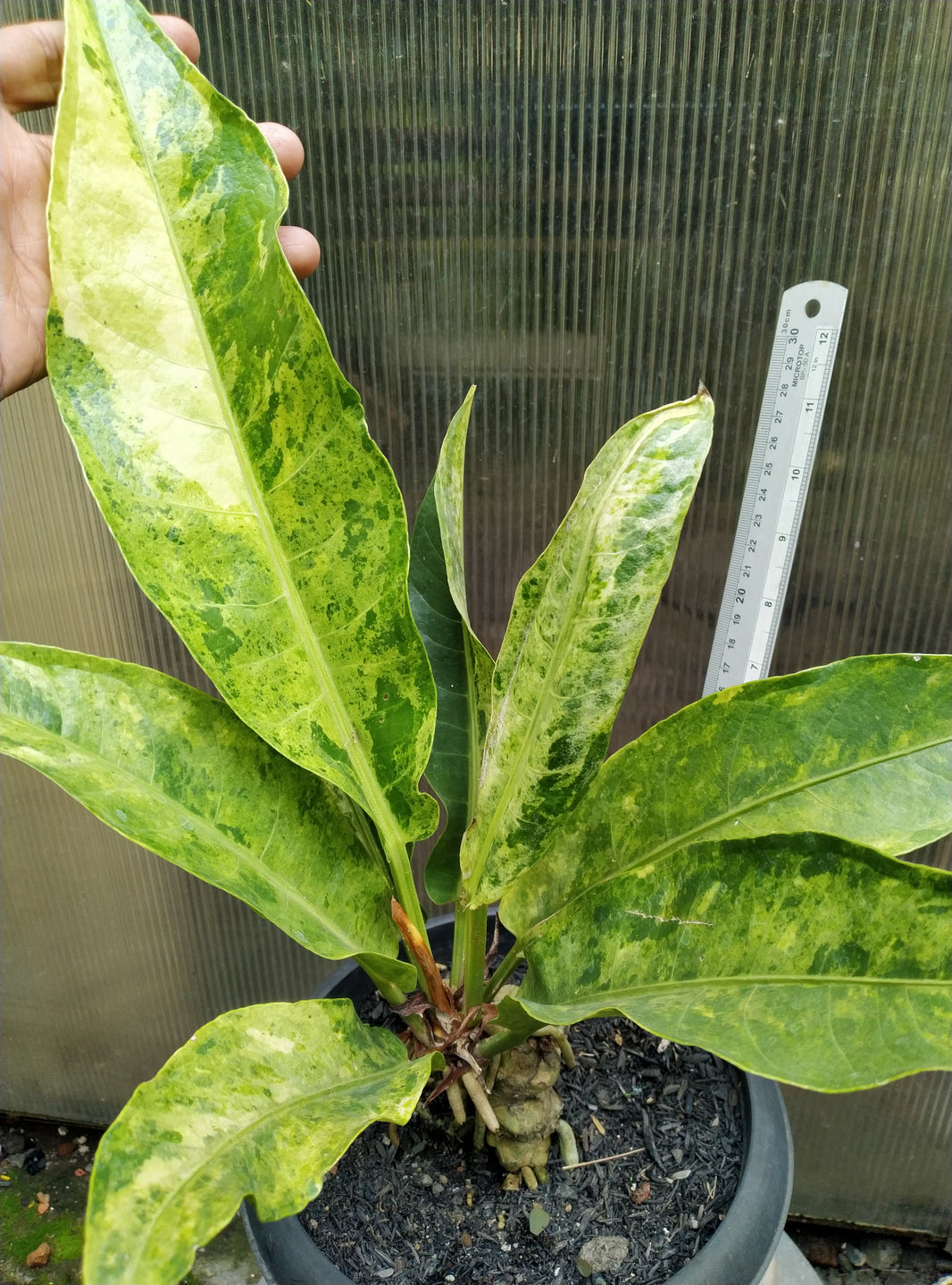 Anthurium hookery variegated