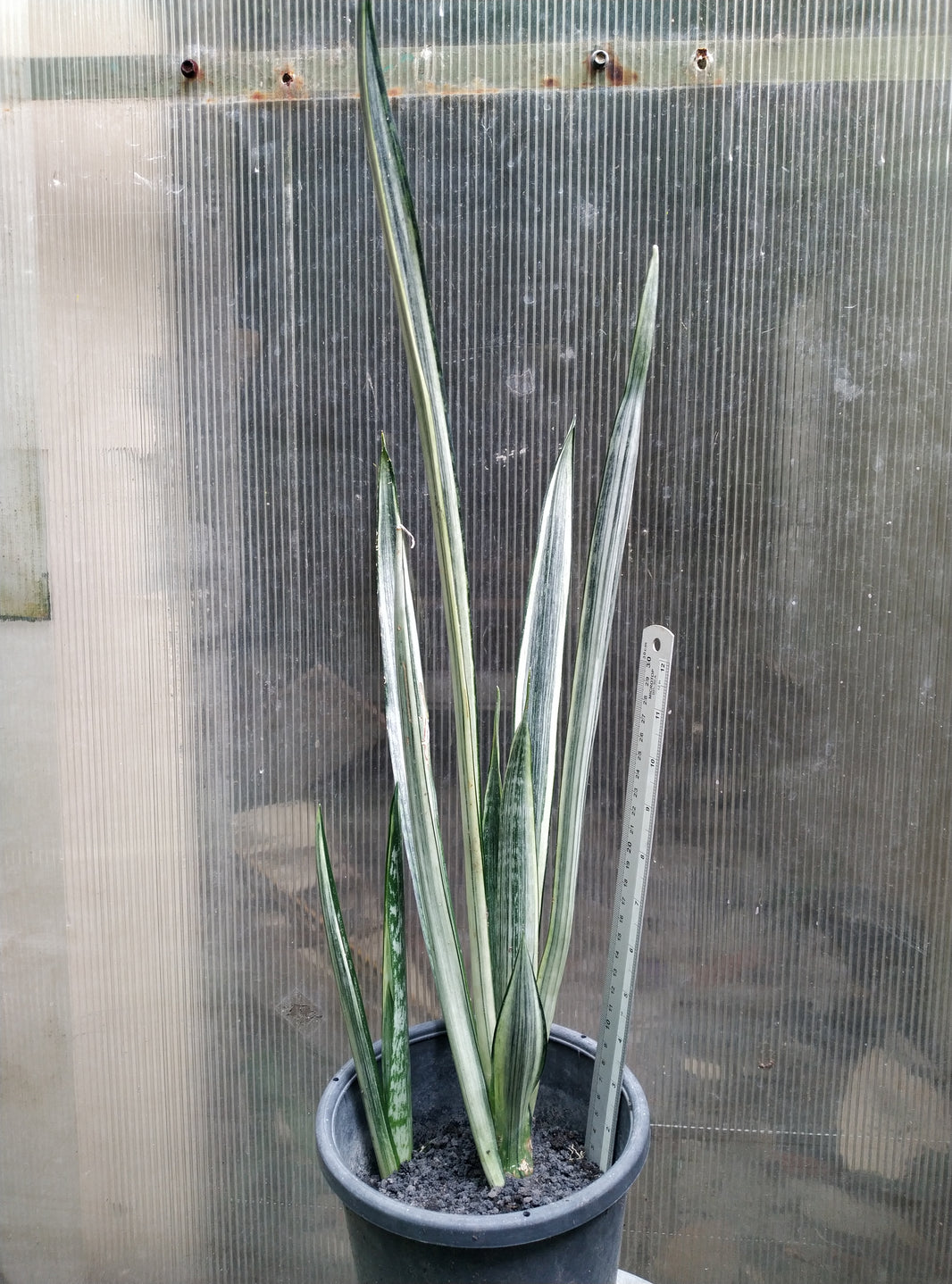 Sansevieria bantel sensations