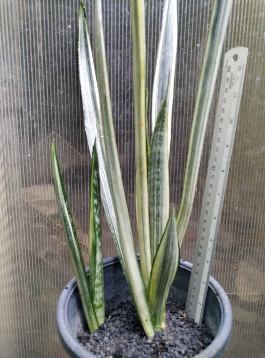 Sansevieria bantel sensations