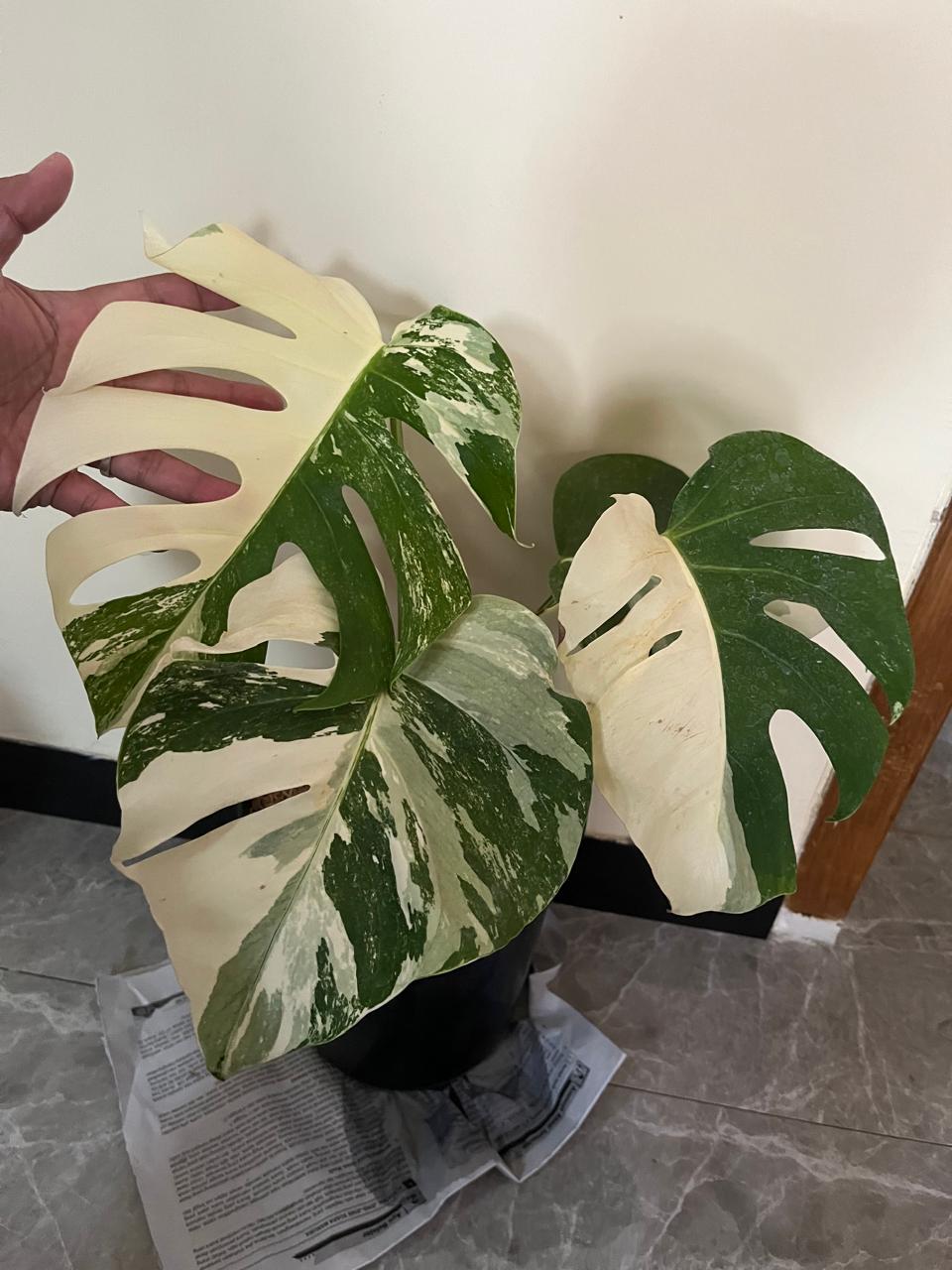 Monstera Borsigiana Albo