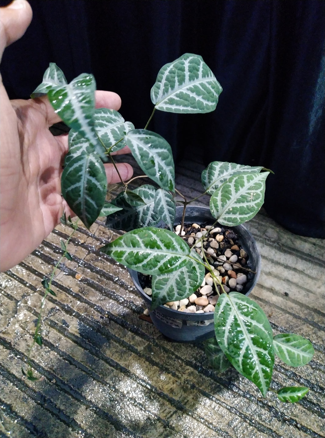 Bignonia argyro violacea