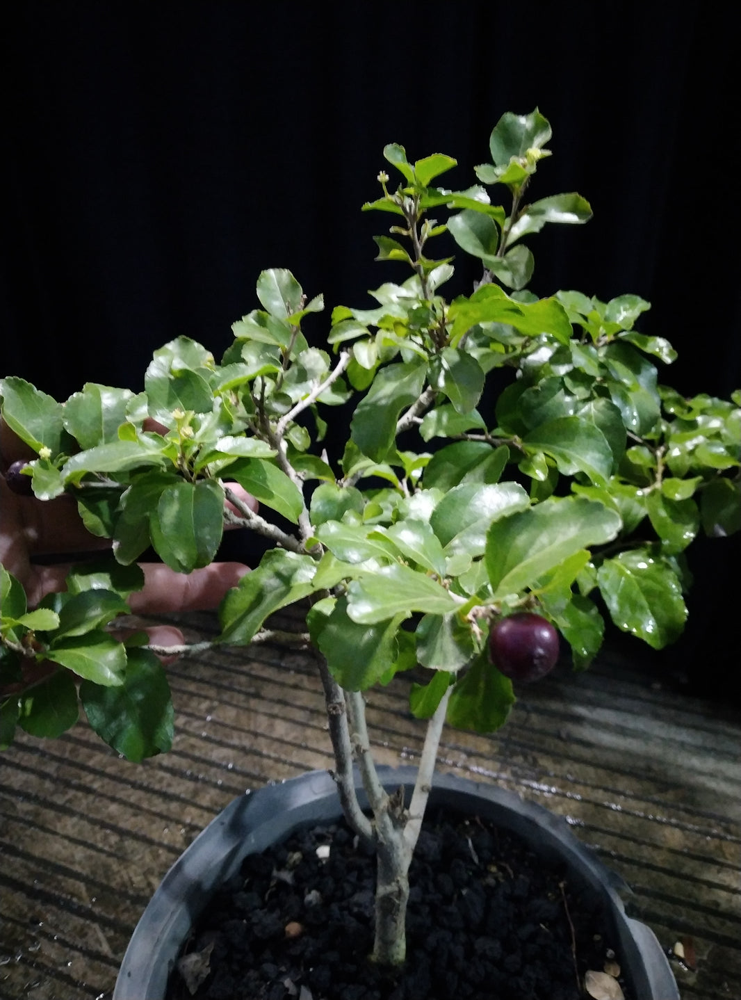 Japanese Bush Cherry