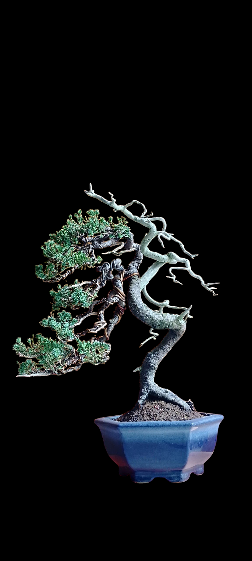 Bonsai juniperus chinensis size medium (Risman Arisandi)
