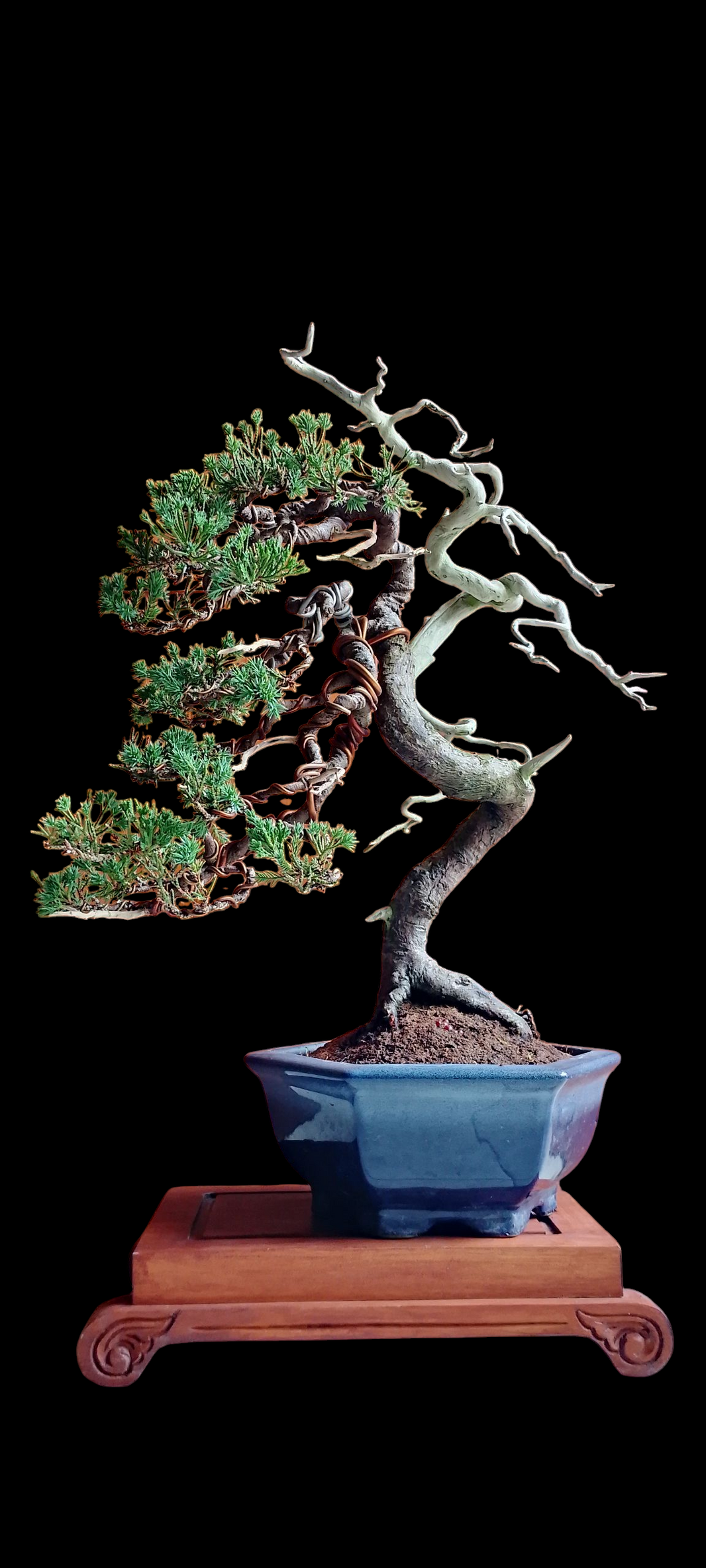 Bonsai juniperus chinensis size medium (Risman Arisandi)