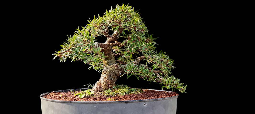 Bonsai ficus nerifolia (Risman Arisandi)