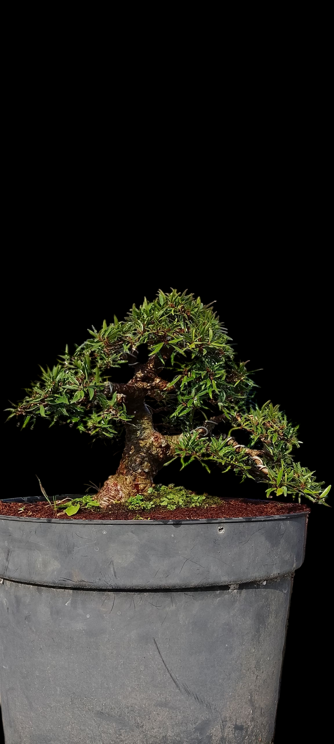 Bonsai ficus nerifolia (Risman Arisandi)