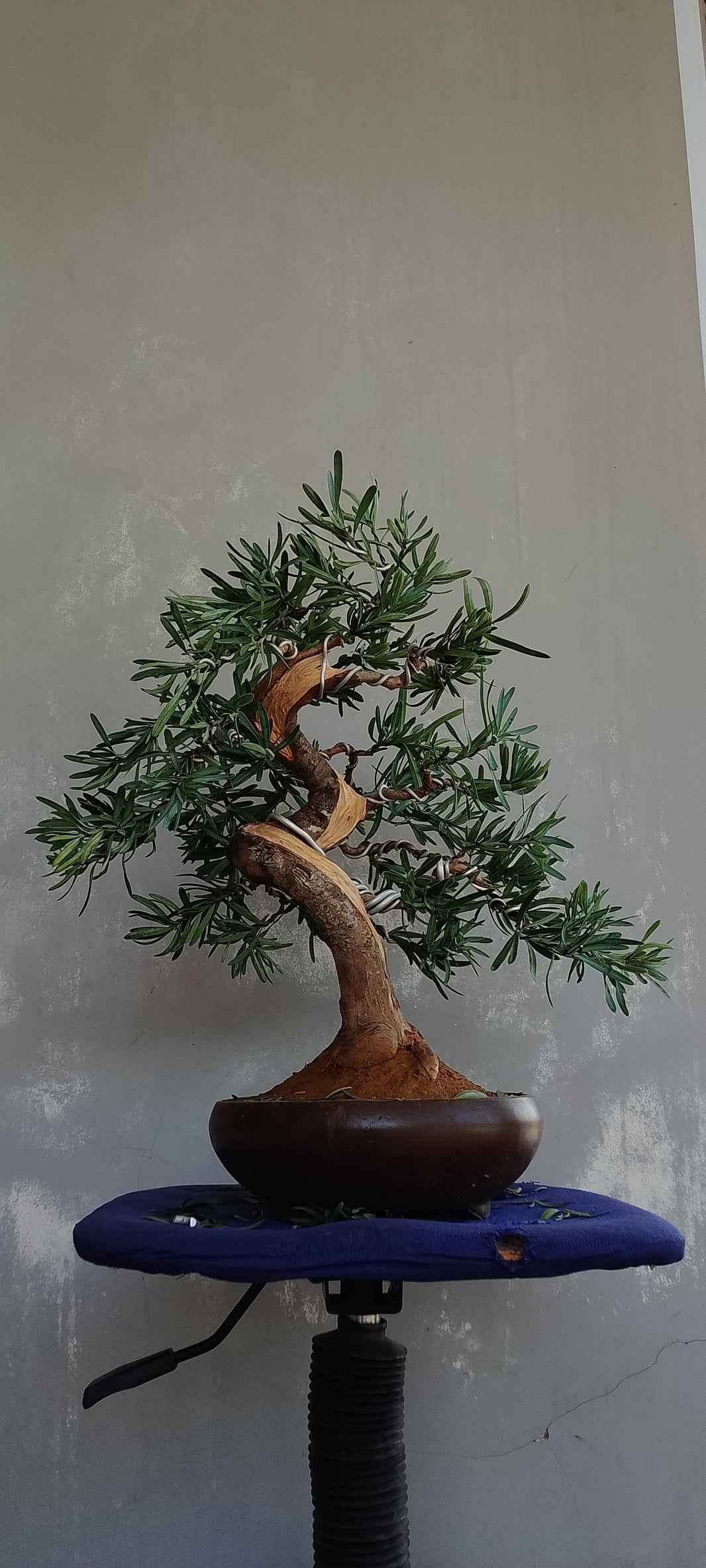 Bonsai lohansung blue ice (Risman Arisandi)