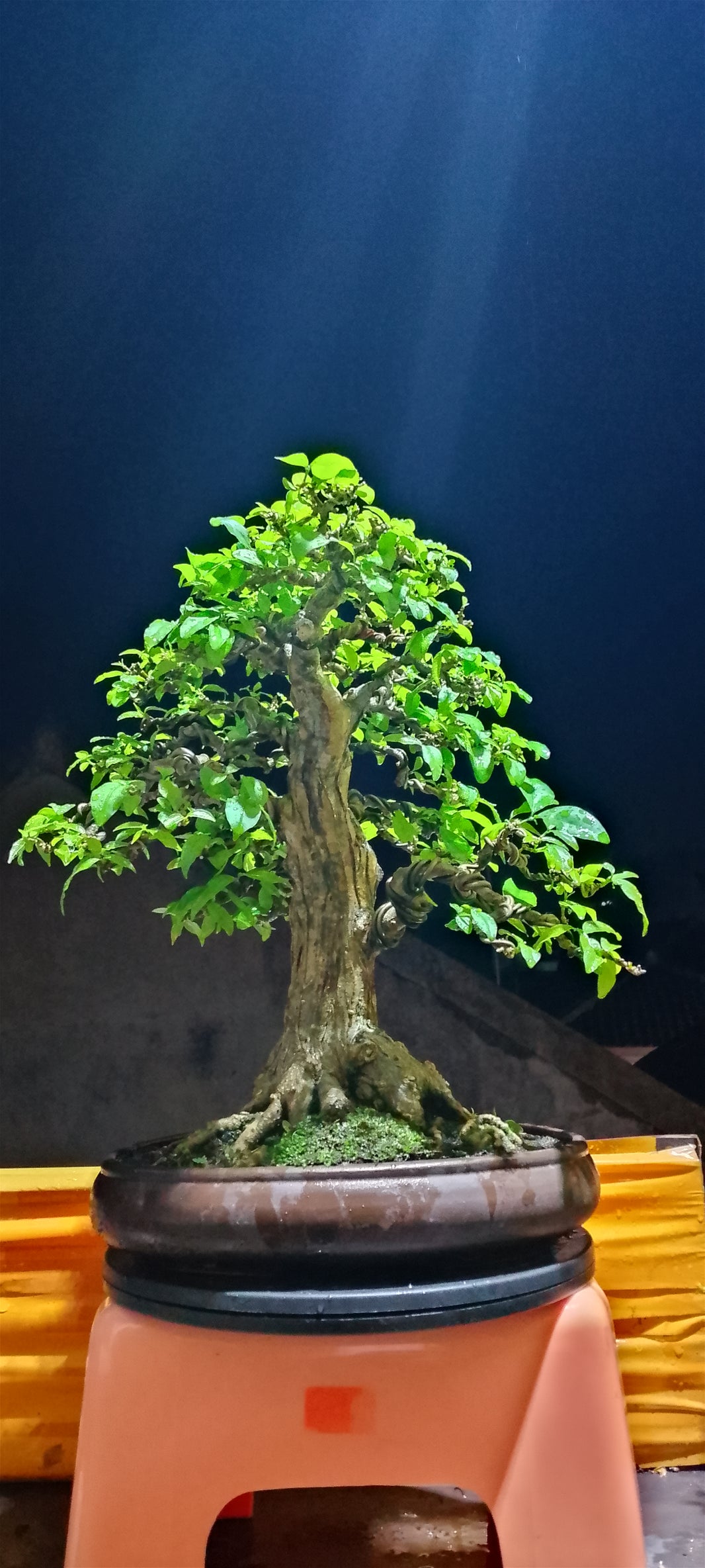 Bonsai Wrightia religiosa (Risman Arisandi)