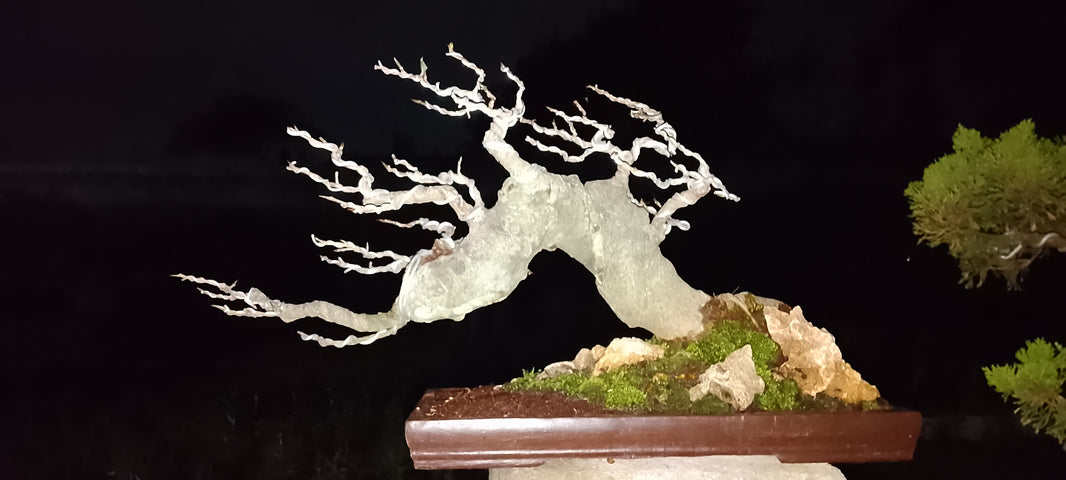 Bonsai panorama ficus hampelas (Risman Arisandi)