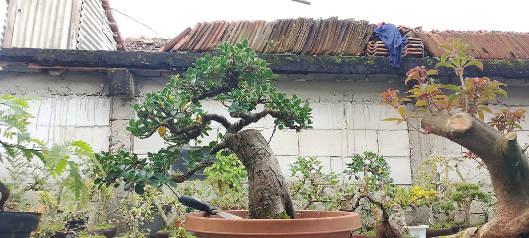 Bonsai ficus long island size medium (Risman Arisandi)