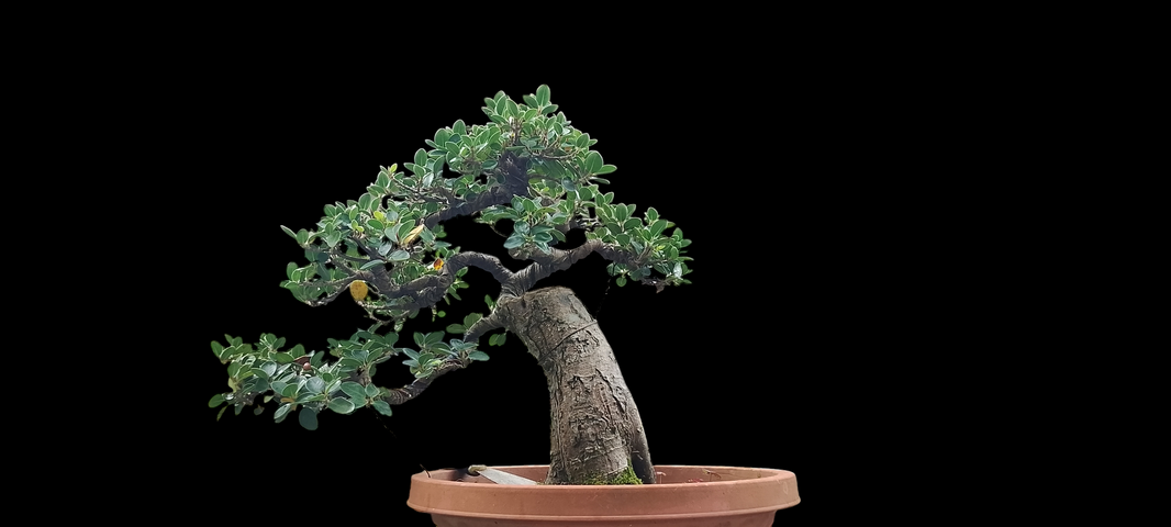 Bonsai ficus long island size medium (Risman Arisandi)