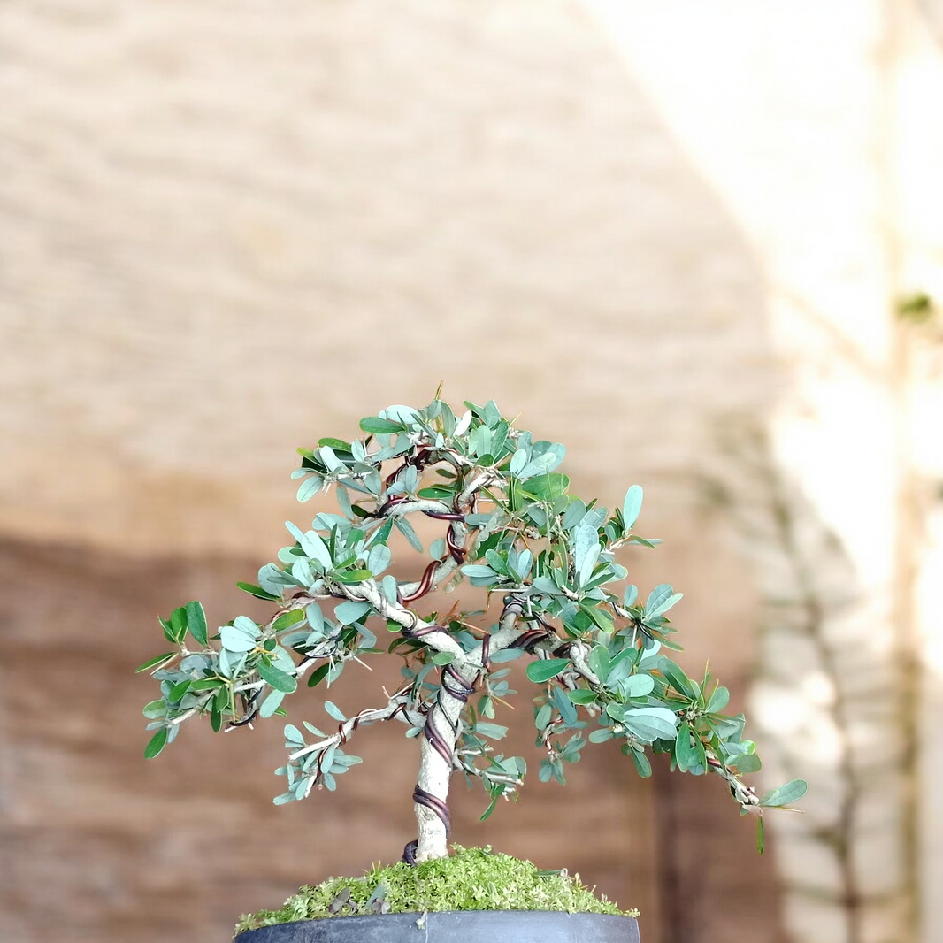 Bonsai Blue bell/desmodium Risman Arisandi