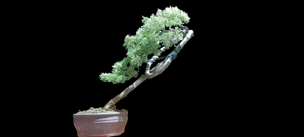 Bonsai juniperus chinensis (Risman Arisandi)