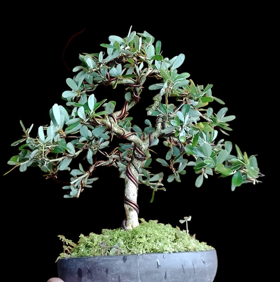 Bonsai Blue bell/desmodium Risman Arisandi