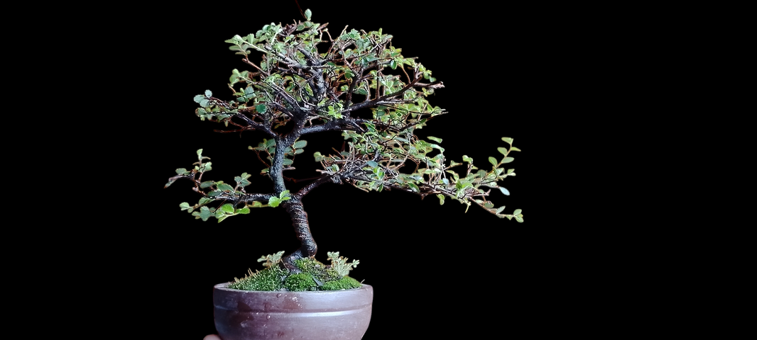 Bonsai chines elm Risman Arisandi