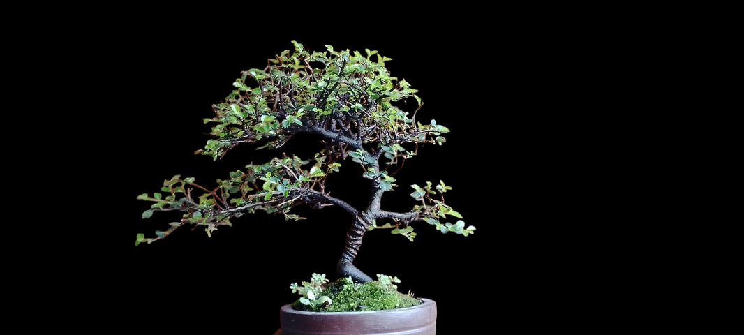 Bonsai chines elm Risman Arisandi