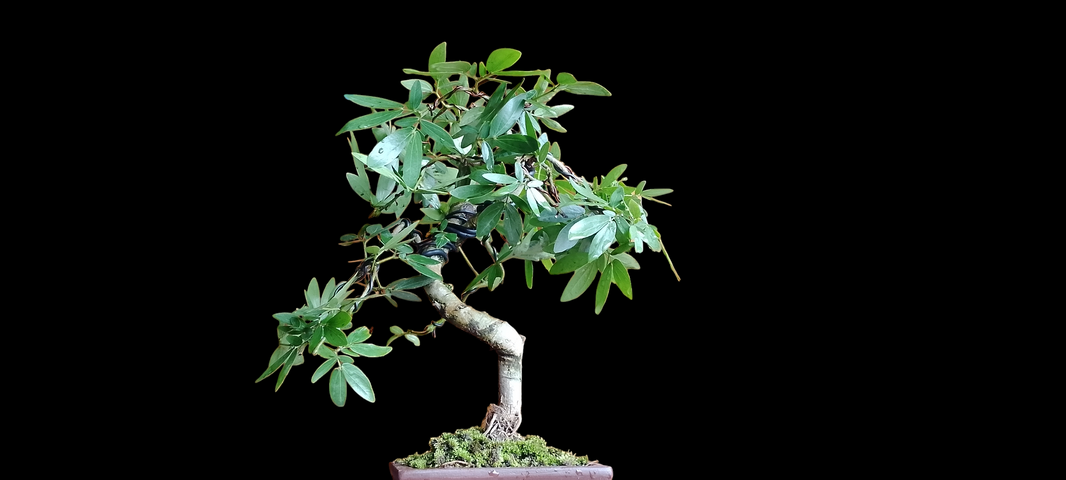 Bonsai calliandra spinosa Risman Arisandi