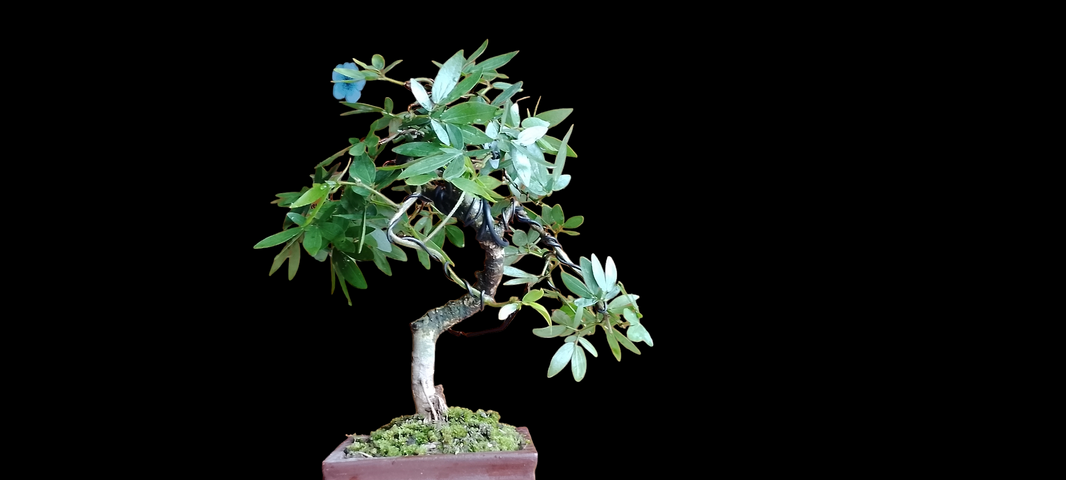 Bonsai calliandra spinosa Risman Arisandi