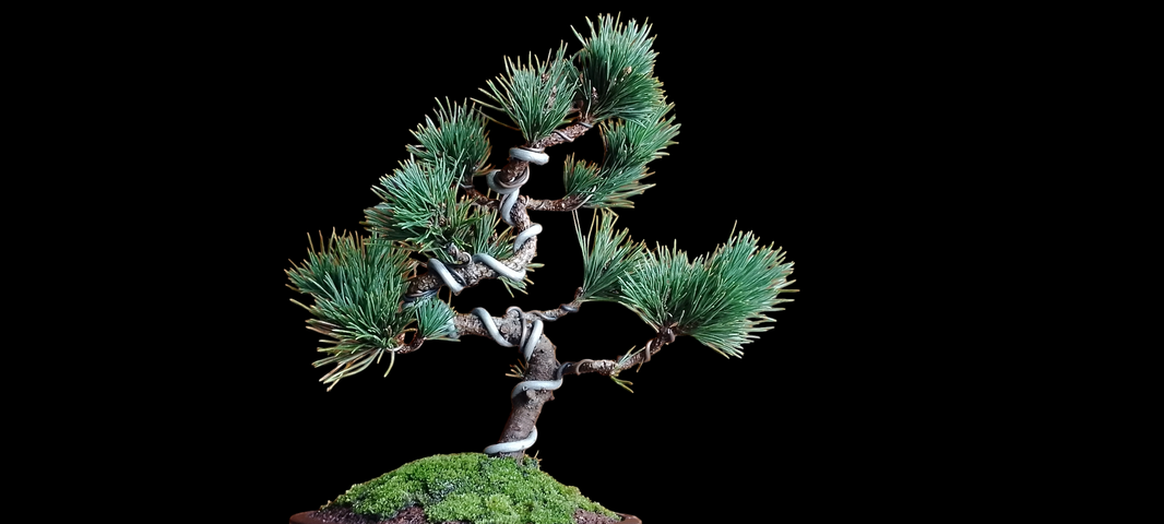 Bonsa Japanese black pine (Risman Arisandi)