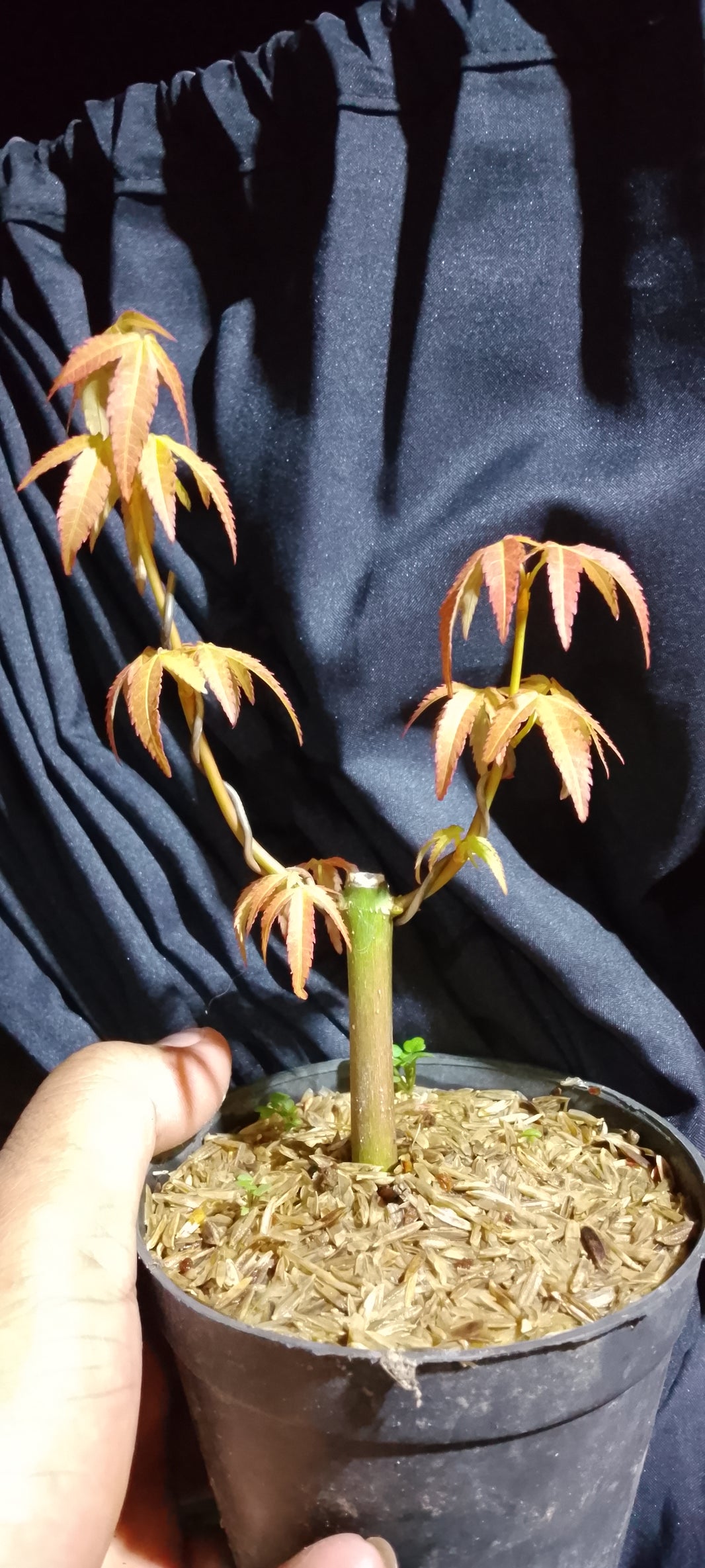 Japanese maple (Risman Arisandi)