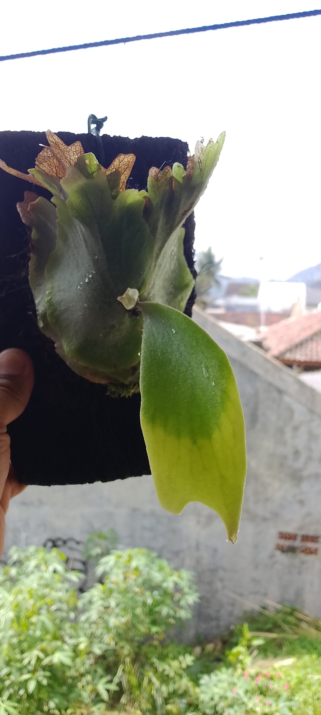 Platycerium willinckii West Java (Risman Arisandi)