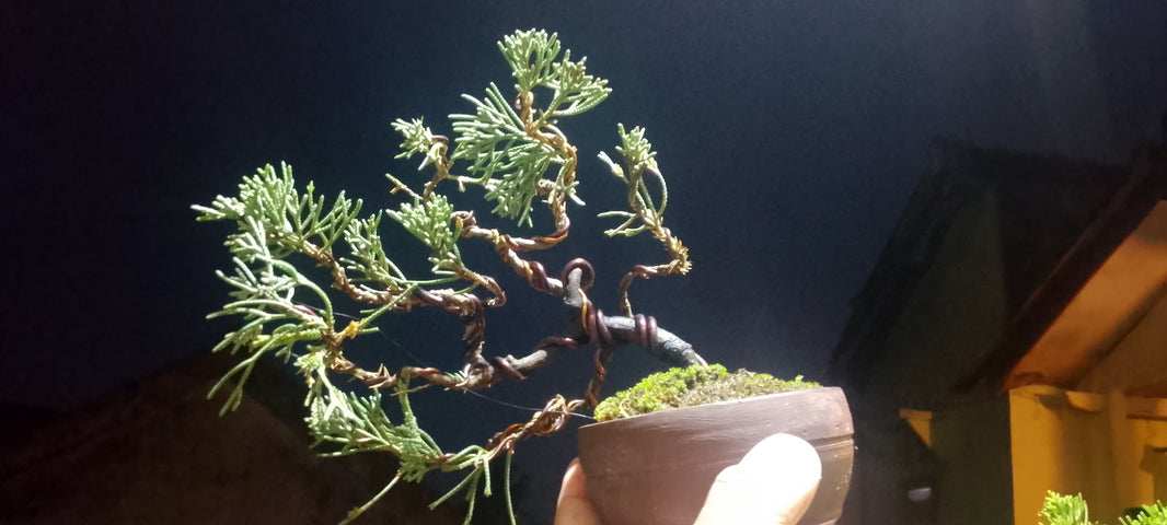 Bonsai juniperus blue chinensis (Risman Arisandi)